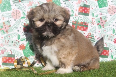 Les chiots de Lhassa Apso