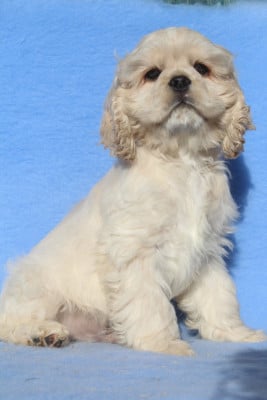 Les chiots de American Cocker Spaniel