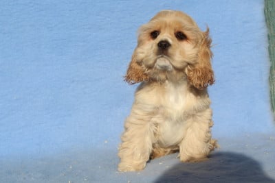 Les chiots de American Cocker Spaniel