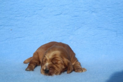 MALE FAUVE - Cocker Spaniel Anglais