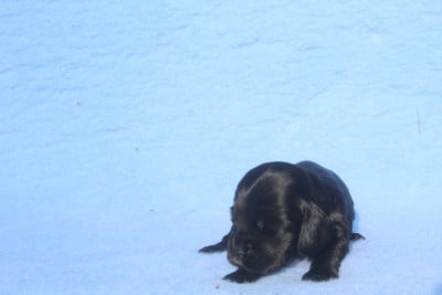 femelle noire - Cocker Spaniel Anglais