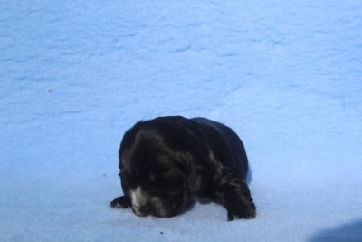 femelle noire - Cocker Spaniel Anglais