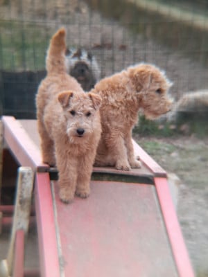 Les chiots de Lakeland Terrier