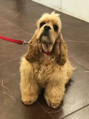 Les chiots de American Cocker Spaniel