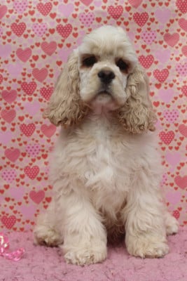 Les chiots de American Cocker Spaniel