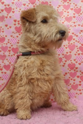 Les chiots de Lakeland Terrier