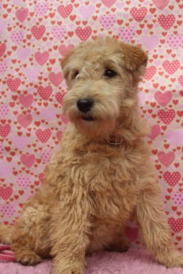 Les chiots de Lakeland Terrier