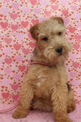 Les chiots de Lakeland Terrier