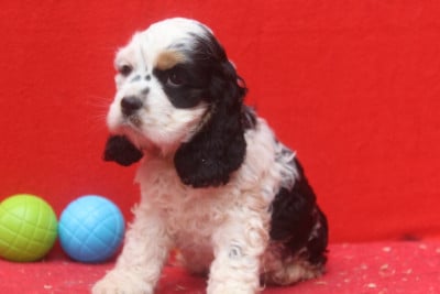 Les chiots de American Cocker Spaniel