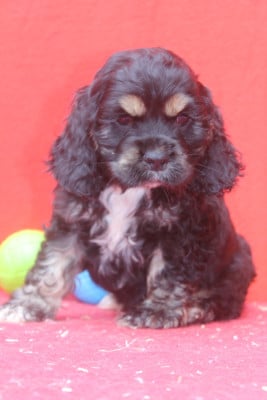 Les chiots de American Cocker Spaniel