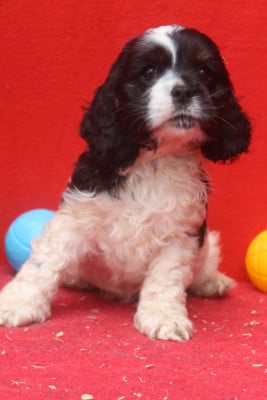 Les chiots de American Cocker Spaniel