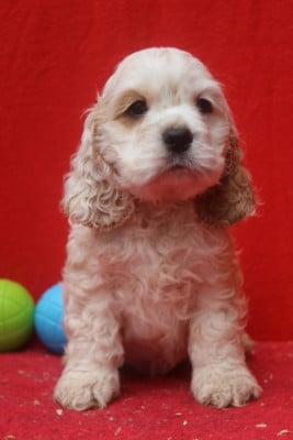 Les chiots de American Cocker Spaniel