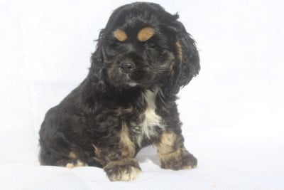 Les chiots de American Cocker Spaniel