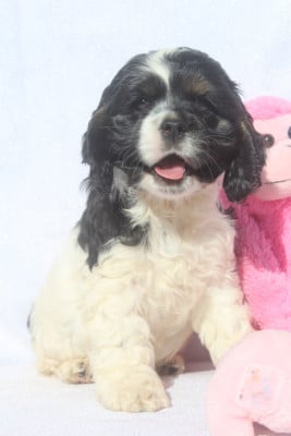 Les chiots de American Cocker Spaniel