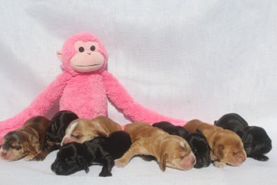 FEMELLE NOIRE - Cocker Spaniel Anglais