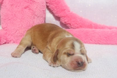 Les chiots de Cocker Spaniel Anglais