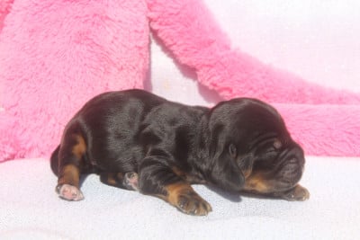 Les chiots de Cocker Spaniel Anglais