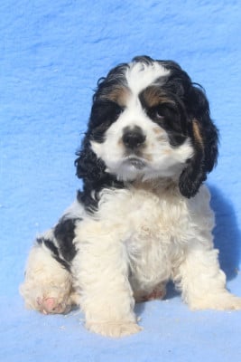 Les chiots de American Cocker Spaniel