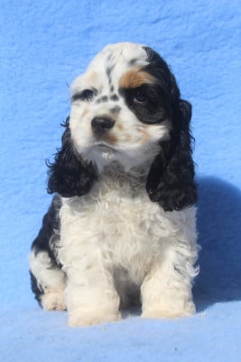 Les chiots de American Cocker Spaniel