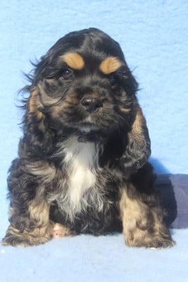 Les chiots de American Cocker Spaniel
