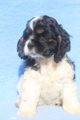Les chiots de American Cocker Spaniel