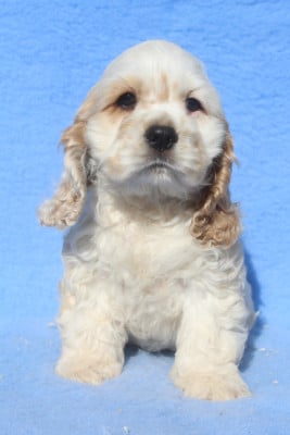 Les chiots de American Cocker Spaniel