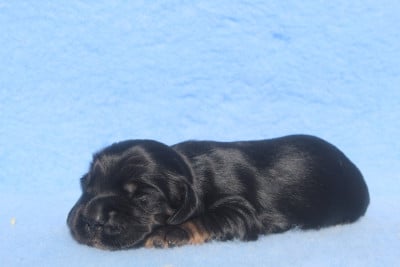 Les chiots de Cocker Spaniel Anglais