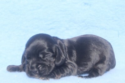 Les chiots de Cocker Spaniel Anglais