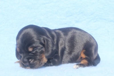 Les chiots de Cocker Spaniel Anglais