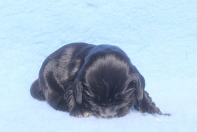 Les chiots de Cocker Spaniel Anglais