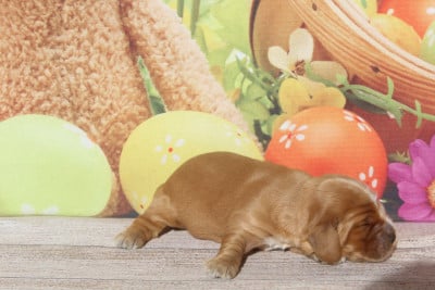 Les chiots de Cocker Spaniel Anglais