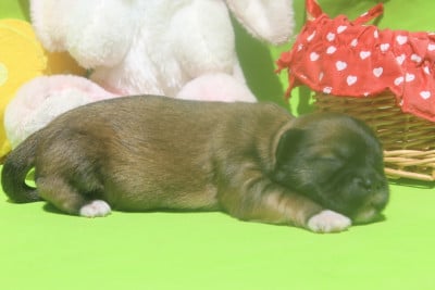 Les chiots de Lhassa Apso