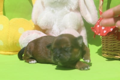 Les chiots de Lhassa Apso