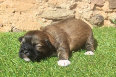 Les chiots de Lhassa Apso
