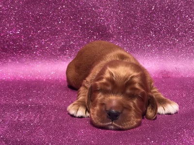 Les chiots de Cocker Spaniel Anglais