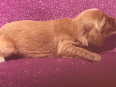 Les chiots de Cocker Spaniel Anglais