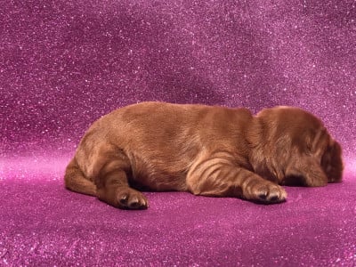 Les chiots de Cocker Spaniel Anglais