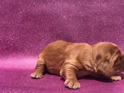 Les chiots de Cocker Spaniel Anglais