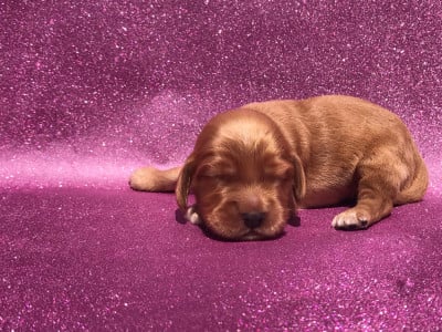 Les chiots de Cocker Spaniel Anglais