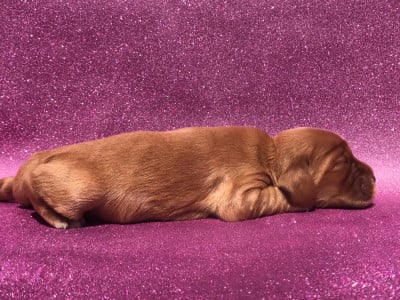 Les chiots de Cocker Spaniel Anglais