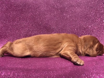 Les chiots de Cocker Spaniel Anglais