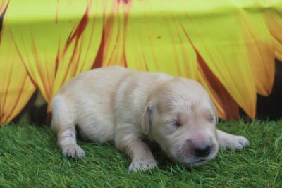 MALE - Golden Retriever