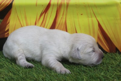 FEMELLE - Golden Retriever