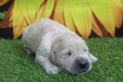 FEMELLE - Golden Retriever
