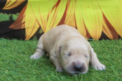 FEMELLE - Golden Retriever