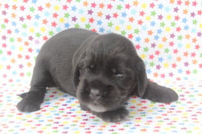 male noir - Cocker Spaniel Anglais