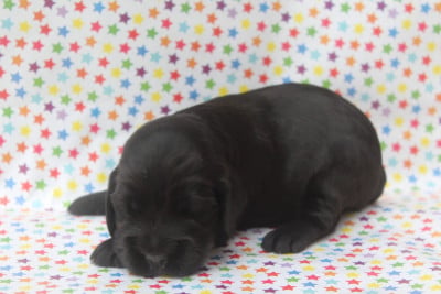 femelle noire - Cocker Spaniel Anglais