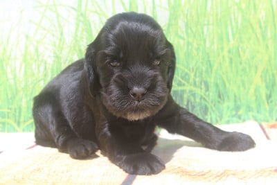 Les chiots de Cocker Spaniel Anglais