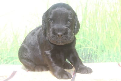 Les chiots de Cocker Spaniel Anglais