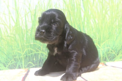 Les chiots de Cocker Spaniel Anglais